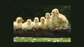 Dilly Ducklings